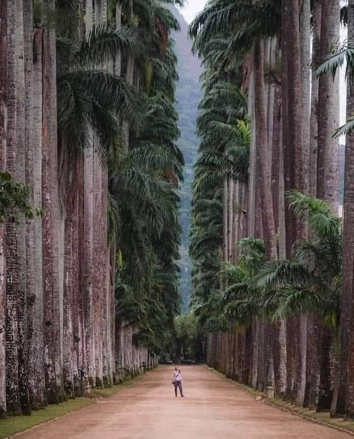 Discover Earthさんのインスタグラム写真 - (Discover EarthInstagram)「The world-famous Rio de Janeiro Botanical Garden, or Jardim Botânico is a sprawling UNESCO biosphere reserve, down the Avenue of the Royal Palms. There, you can stroll past trees and plant life from around the world, including gigantic water lilies from the Amazon.  Learn the garden’s history and glimpse wildlife such as monkeys and toucans along the way.  🇧🇷 #discoverBrazil  DM for credit  . . . .  #brazil  #riodejaneiro  #rio  #rio2016  #saopaulo  #errejota  #rj  #olympics  #brazilian  #neymar  #sp  #messi  #natureza  #praia  #viagem  #soccer  #br  #southamerica  #barca  #olimpiadas  #suarez  #neymarjr  #futbol  #football  #ronaldo  #olympicgames  #argentina  #olimpiadas2016」12月28日 0時00分 - discoverearth