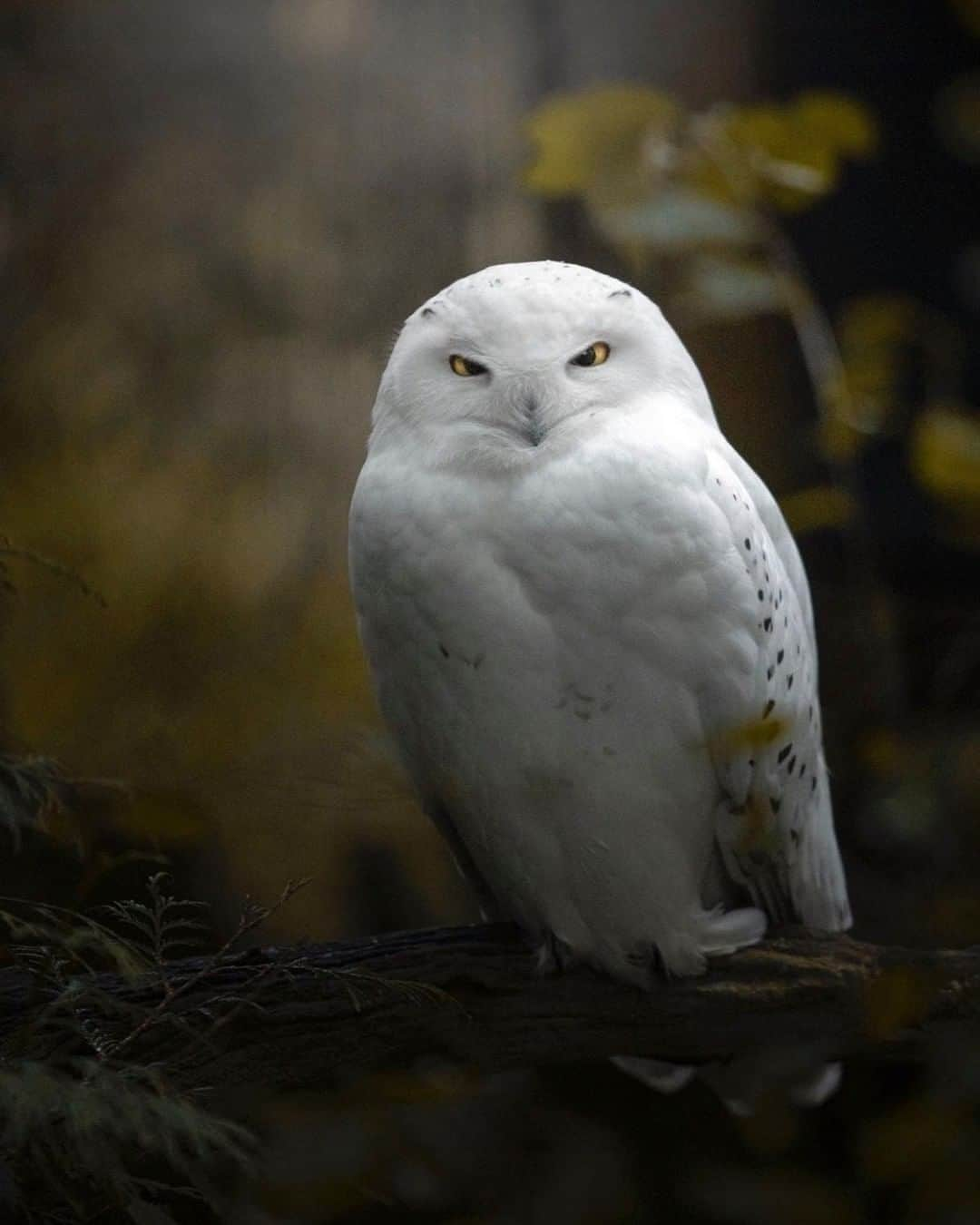 Discoveryさんのインスタグラム写真 - (DiscoveryInstagram)「The beautiful snowy owl. 🦉   Caption + Photo: Mark Bouldoukian (@markian.b)  #snowyowl #wildlife_perfection #owlsofinstagram #birdwatching」12月28日 0時00分 - discovery