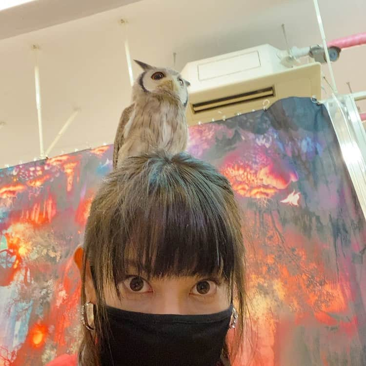 相沢あいさんのインスタグラム写真 - (相沢あいInstagram)「私が知る限り、一番モフれるフクロウカフェ。かわいいよーかわいいよー。犬猫が好きな人は多分フクロウ好きだよ。知能が高いので、犬のモノマネをしてワンワンと鳴く子や、やさしーく甘噛みする子など、キュンキュンした。 _ #月島 #月島カフェ #フクロウ #フクロウカフェ #ふくろう #ふくろうカフェ #フクロウのみせ #owl #owlcafe #birdcafe #bird #birdphotography #猛禽類 #猛禽 #猛禽類好き #フクロウ好き #ふくろう好き #owllover #owlstagram #owlsofinstagram #owllovers #黒髪 #マスク女子 #黒髪ロングストレート」12月28日 0時16分 - aizawaai