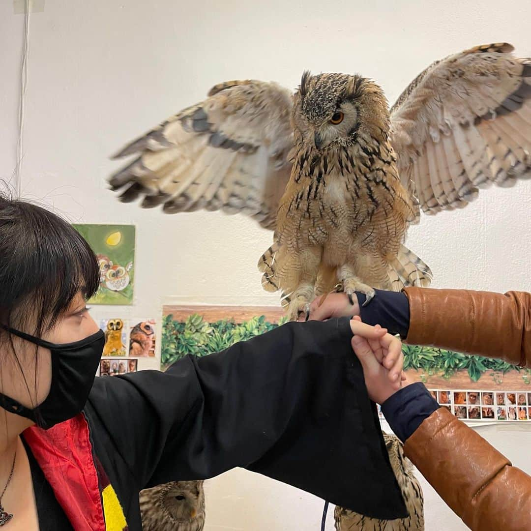 相沢あいさんのインスタグラム写真 - (相沢あいInstagram)「私が知る限り、一番モフれるフクロウカフェ。かわいいよーかわいいよー。犬猫が好きな人は多分フクロウ好きだよ。知能が高いので、犬のモノマネをしてワンワンと鳴く子や、やさしーく甘噛みする子など、キュンキュンした。 _ #月島 #月島カフェ #フクロウ #フクロウカフェ #ふくろう #ふくろうカフェ #フクロウのみせ #owl #owlcafe #birdcafe #bird #birdphotography #猛禽類 #猛禽 #猛禽類好き #フクロウ好き #ふくろう好き #owllover #owlstagram #owlsofinstagram #owllovers #黒髪 #マスク女子 #黒髪ロングストレート」12月28日 0時16分 - aizawaai