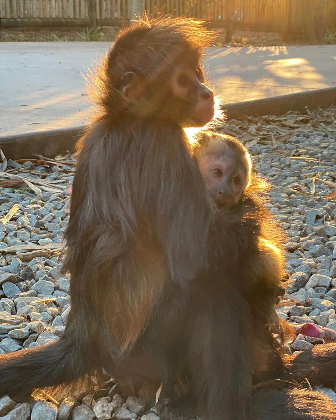 Zoological Wildlife Foundationさんのインスタグラム写真 - (Zoological Wildlife FoundationInstagram)「@alayjazwfmiami and Damien sharing some tender loving care this cold morning!💚😍🐾🐵 #interspeciesfriendship #lovehasnoboundaries #bestbuds」12月28日 0時15分 - zwfmiami