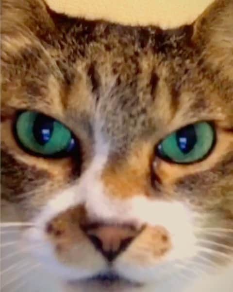 イマイアキノブのインスタグラム：「ഉ 干支に猫がいない理由を知っているかい  #imaiakinobu  #イマイアキノブ」