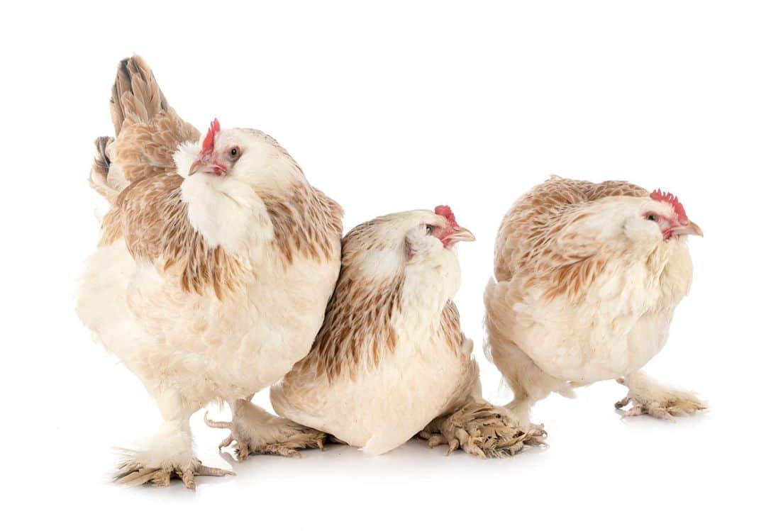 アニマルプラネットさんのインスタグラム写真 - (アニマルプラネットInstagram)「🎶 Three French hens 🎶  The Faverolles chicken originated from a French village named - you guessed it - Faverolles. They're known for thriving in colder weather, having been developed to lay eggs during winter.  . . . . . #frenchhens #threefrenchhens #faverolles #faverolleschicken #chicken #hens #hen #eggs #twelvedaysofchristmas #12daysofchristmas #animalplanet #photooftheday」12月28日 1時51分 - animalplanet