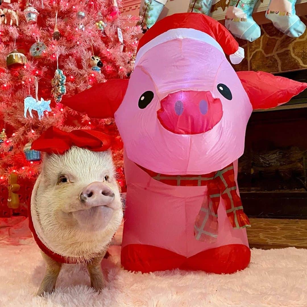 Priscilla and Poppletonさんのインスタグラム写真 - (Priscilla and PoppletonInstagram)「My dream of a Pink Pigmas came true this year! Look who Silly Pop brought inside this morning! I love him!💞🐷#pinkchristmas #prissypig #PrissyandPop」12月28日 1時44分 - prissy_pig
