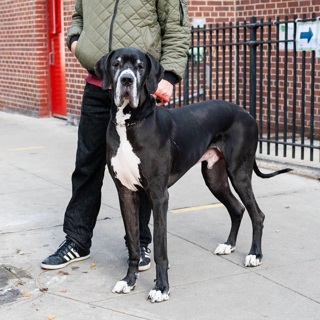 The Dogistさんのインスタグラム写真 - (The DogistInstagram)「Keith, Great Dane (4 y/o), E 4th & Ave B, New York, NY • “He’s super cheery.”」12月28日 1時54分 - thedogist