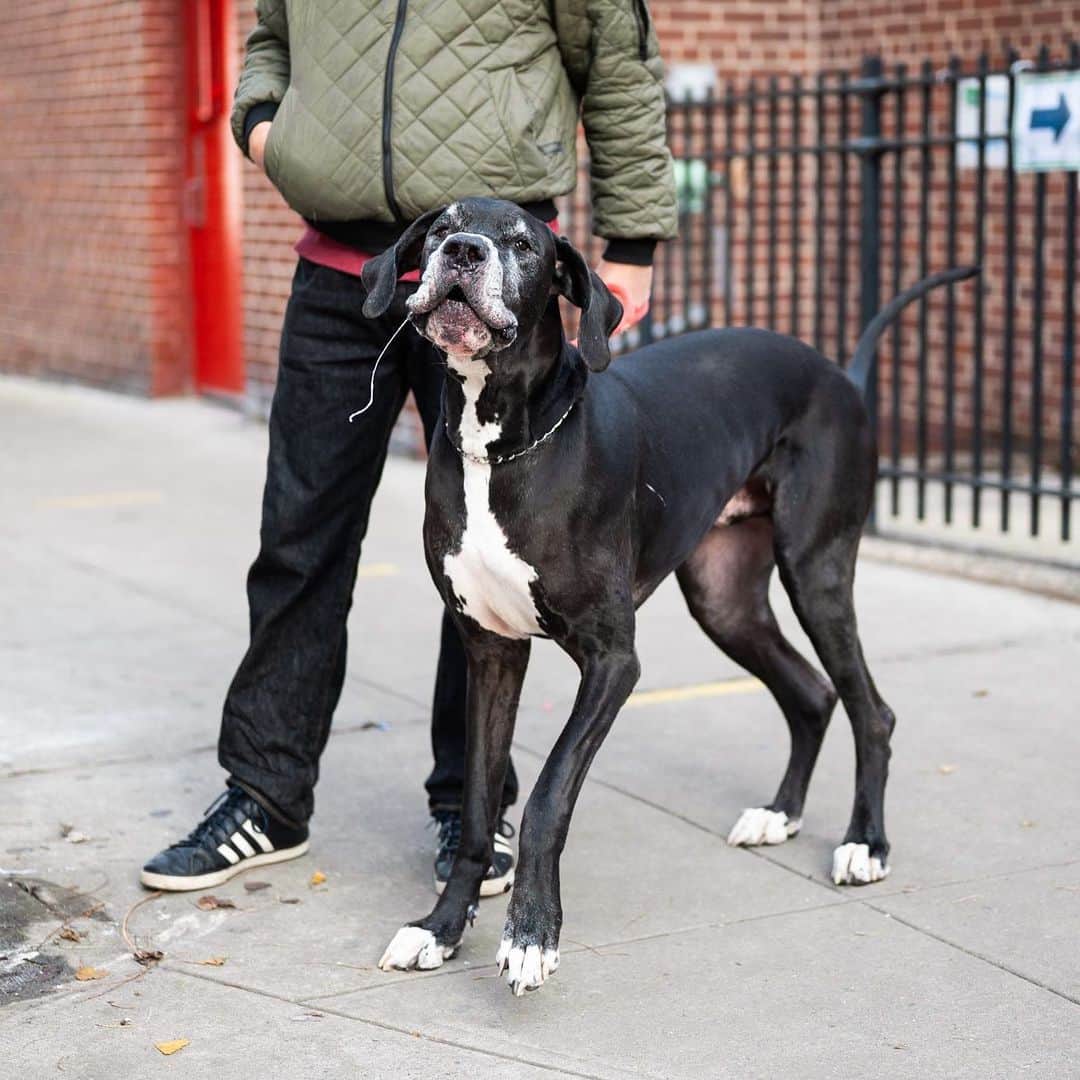 The Dogistさんのインスタグラム写真 - (The DogistInstagram)「Keith, Great Dane (4 y/o), E 4th & Ave B, New York, NY • “He’s super cheery.”」12月28日 1時54分 - thedogist