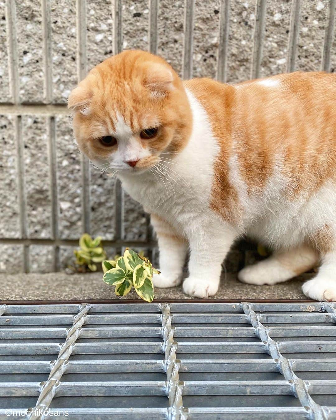 もちさん / mochiのインスタグラム