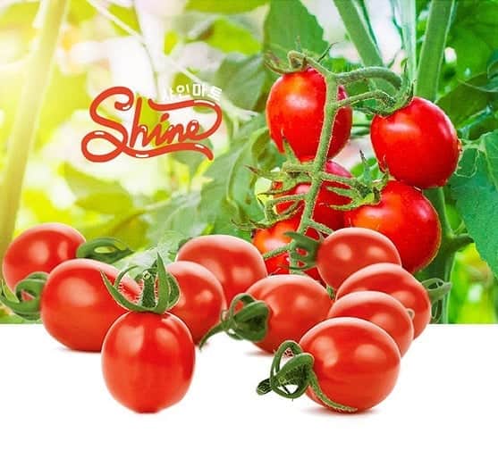 パク・ソングァンのインスタグラム：「## 드디어 샤인마토🍅가 다시 돌아와따 ⁉️ 앵콜 4차방송‼️🙋🏻‍♂️🙋🏻‍♂️ 믿고사는 성광이네 과일! 착한가격👍🏻 광퐈리들이 정~~~~말 좋아하는 샤인 마토가 돌아왔어용~~ 이번엔 동글 동글한 모양으로! 이건 처음 들어봤을텐데 새롭게 준비한! 붉은 빛깔의 동백향!!🍊진짜 일반 귤이랑 달라요!! 최소 12브릭스 이상! 태국망고🥭  청송세척사과🍎 제주 루비골드 키위🥝 도 준비했답니다. 연말을 마지막 마무리하는 차원에서 쿠폰도 2가지나!!  저는 과일 안달면 소개안하는 거 아시죵??  가격도 최대 40% 이상 할인‼️ 쿠폰 쓰면 추가할인😆😆  ※ 쿠폰  - 2만원 이상 구매시 2천원 할인쿠폰  - 5만원 이상 구매시 5천원 할인쿠폰  오늘 밤! 9시 그립 저와 함께해주세요~  기다릴게요~~♥  📣박성광 채널 오는법📣 1.구글스토어 or 앱스토어에서  그립을 검색해 다운 받는다. 2.검색창에 박성광을 검색한다. 3.팔로우하고 지구 최저가로 득템‼️」