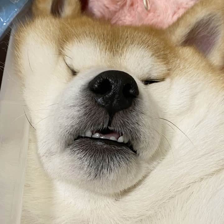 いなりのインスタグラム