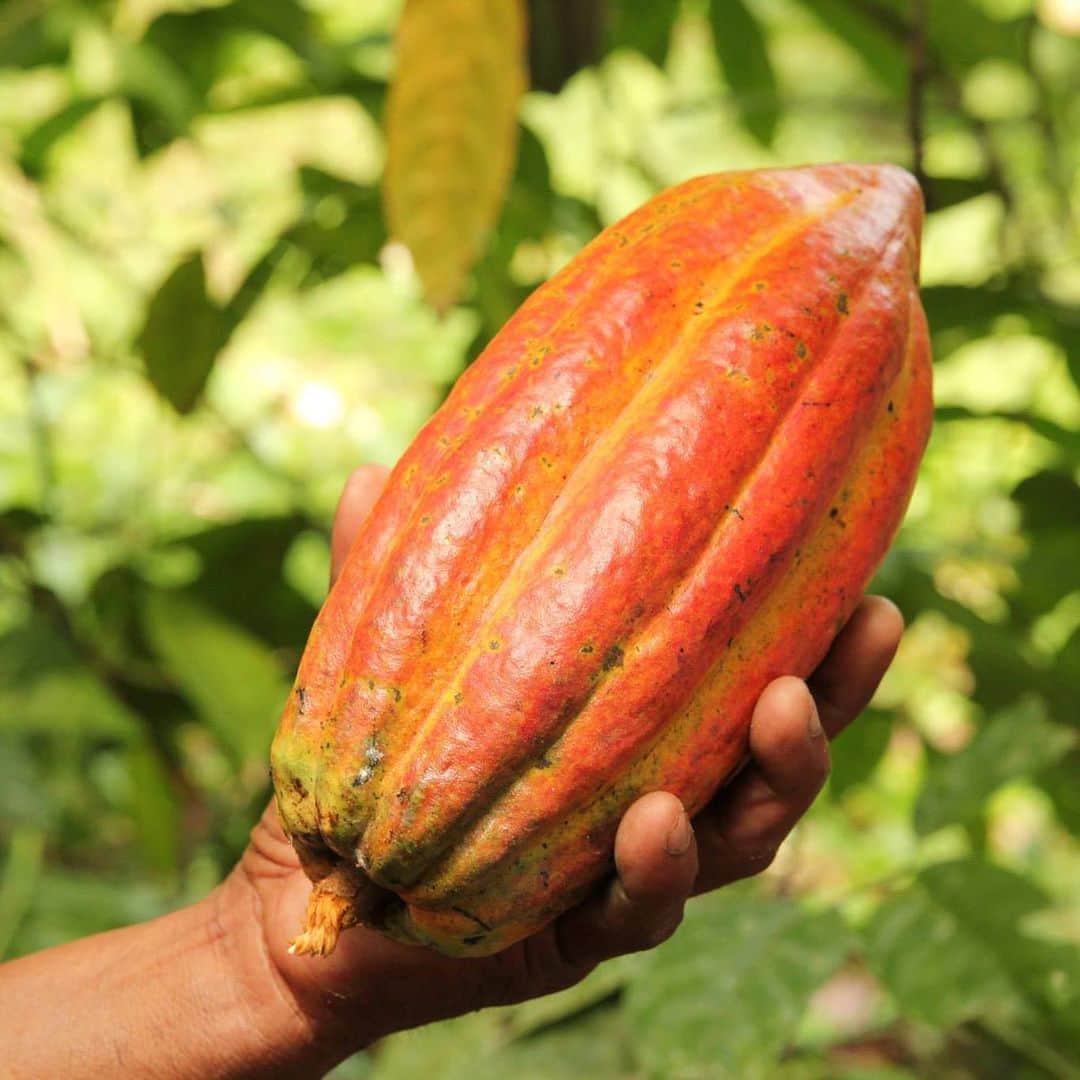 ダンデライオン・チョコレート・ジャパンのグルメインスタ