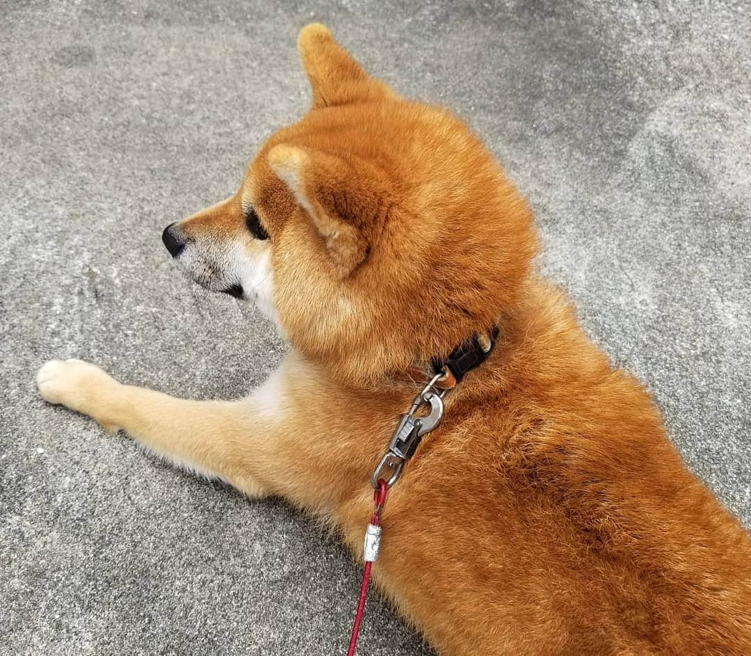 柴犬たま Shibainu Tamaのインスタグラム