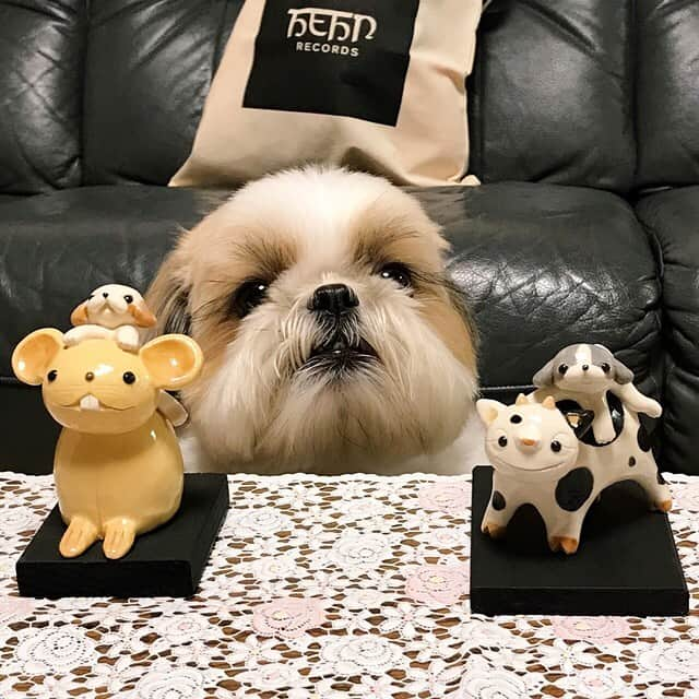 りんくさんのインスタグラム写真 - (りんくInstagram)「I’m ready to say goodbye to 2020 😁👋🐶🐾 Wishing you all good health, and a much more happy and positive 2021 🌐💞💞 * * * * * 今年もりんくのIGを気にかけて見てくださった皆さん、どうもありがとうございました😊 ・ 相変わらず多忙で😵💦 訪問やコメントのお返事も❤️でお返しすることが多かったけれど、❤️には愛と感謝をいっぱい込めているのでこの気持ちが伝わっていますように☺️🐶🍀 ・ 年末までラストスパートですが🏃‍♀️💨 どうぞココロもカラダも元気でいてくださいね✨ 良いお年をお迎えください✨」12月28日 12時32分 - link.jpn