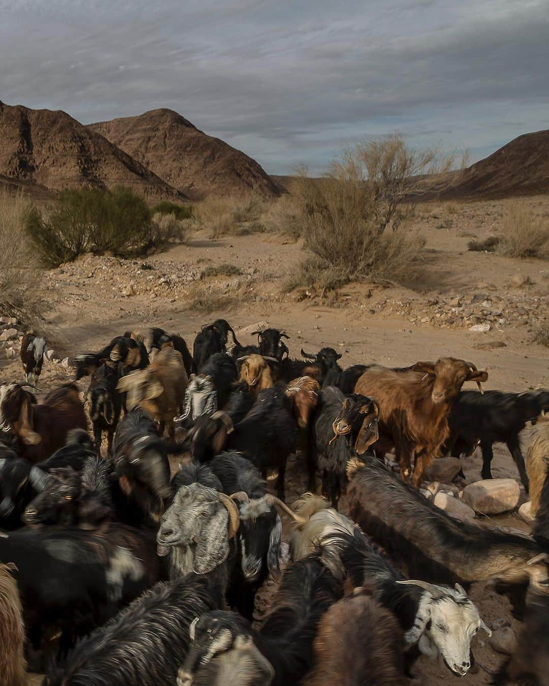 ジョン・スタンメイヤーさんのインスタグラム写真 - (ジョン・スタンメイヤーInstagram)「I was returning through Wadi Hafeer with Salmeh. We had been walking awhile through this windswept wadi (valley) with his animals, chatting. Salmeh in broken English, me in ruinous Arabic, mostly listening to the silence and the "maah's" of his goats. Everywhere in this ravine were petroglyphs. I consider such carvings part of the earliest form of journalism, the New York Times and Corriere della Sera' of the day, publishing on stones over 8000 years ago. Through this wadi, our ancestors began to walk some 60,000 years ago. In many ways, we are hardly different from when we started our human migration from lands further south in what today we call the Horn of Africa. Our primary distinction is the borders we've created since, dividing us. When we neared his encampment, a family of bedouins who prefer to live in nature, not the cities in southern Jordan, Salmeh's wife called out. He stopped briefly to listen, but the herd was too loud by their moving footsteps. In this natural cathedral, the sun spread near shadowless light inside the ravine and worn hills. At that moment, I felt timeless along the highway of our human existence. ⠀⠀⠀⠀⠀⠀⠀ from the @natgeo story #BlessedCursedClaimed @outofedenwalk #jordan #WadiHafeer #wadi #ravine #valley #goats #fromthearchive」12月28日 12時43分 - johnstanmeyer