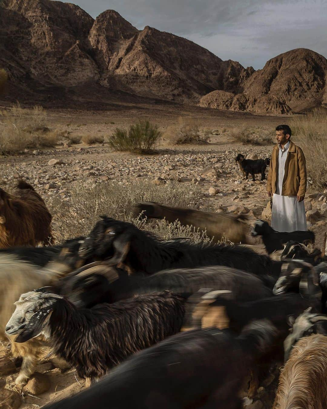 ジョン・スタンメイヤーさんのインスタグラム写真 - (ジョン・スタンメイヤーInstagram)「I was returning through Wadi Hafeer with Salmeh. We had been walking awhile through this windswept wadi (valley) with his animals, chatting. Salmeh in broken English, me in ruinous Arabic, mostly listening to the silence and the "maah's" of his goats. Everywhere in this ravine were petroglyphs. I consider such carvings part of the earliest form of journalism, the New York Times and Corriere della Sera' of the day, publishing on stones over 8000 years ago. Through this wadi, our ancestors began to walk some 60,000 years ago. In many ways, we are hardly different from when we started our human migration from lands further south in what today we call the Horn of Africa. Our primary distinction is the borders we've created since, dividing us. When we neared his encampment, a family of bedouins who prefer to live in nature, not the cities in southern Jordan, Salmeh's wife called out. He stopped briefly to listen, but the herd was too loud by their moving footsteps. In this natural cathedral, the sun spread near shadowless light inside the ravine and worn hills. At that moment, I felt timeless along the highway of our human existence. ⠀⠀⠀⠀⠀⠀⠀ from the @natgeo story #BlessedCursedClaimed @outofedenwalk #jordan #WadiHafeer #wadi #ravine #valley #goats #fromthearchive」12月28日 12時43分 - johnstanmeyer