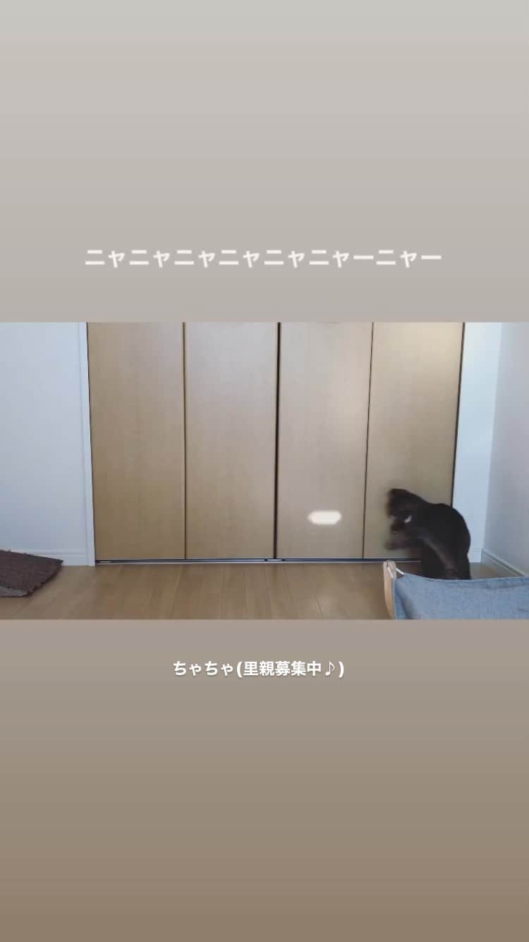 こむぎのインスタグラム：「*音量注意！  遊ぶの大好きちゃちゃ🐈💨 慣れたらとっても甘えん坊さん♪  里親募集中の猫たちは15匹！ 詳細は→ @comugineko   #岐阜多頭崩壊レスキュー #里親募集 #里親募集中 #東海地方 #遠方要相談」