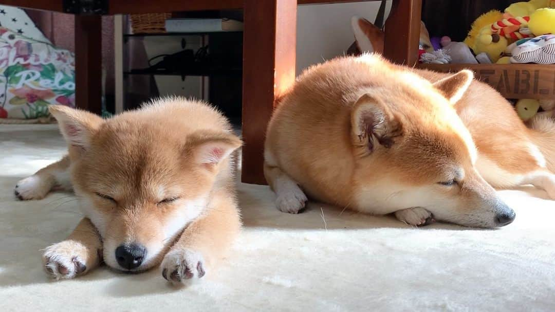 豆柴 サニーちゃんさんのインスタグラム写真 - (豆柴 サニーちゃんInstagram)「. . HELLO〜こんにちわん🐻🐶🌞 . #さにらむ添い寝 昨日のストーリーにも載せたけど 1年前の添い寝💤 可愛いから投稿しちゃう💓 . ラムちゃん3ヶ月ちょっと🍼 赤ちゃんだなぁ〜 顔は変わってないね😊 この時から、シュワッチ🐾 . サニちゃんは、大人だから 今と特に変化ない😆 . . #さにらむ2ショット #子犬の成長はあっという間 #懐かしい #ベイビーラムちゃん #シュワッチ寝 . #柴犬#豆柴 #赤柴#豆柴子犬 #まめしば#いぬのきもち #サンデイ#サンデイいぬ組#anicas#shiba_snap #shibainu#shiba#mameshiba#shibastagram #mameshibapuppy#shibapuppy#9gag#9gagpets #豆柴サニーちゃん#豆柴ラムちゃん#さにらむたん#さにらむ2020」12月28日 12時51分 - sunny_rei_32