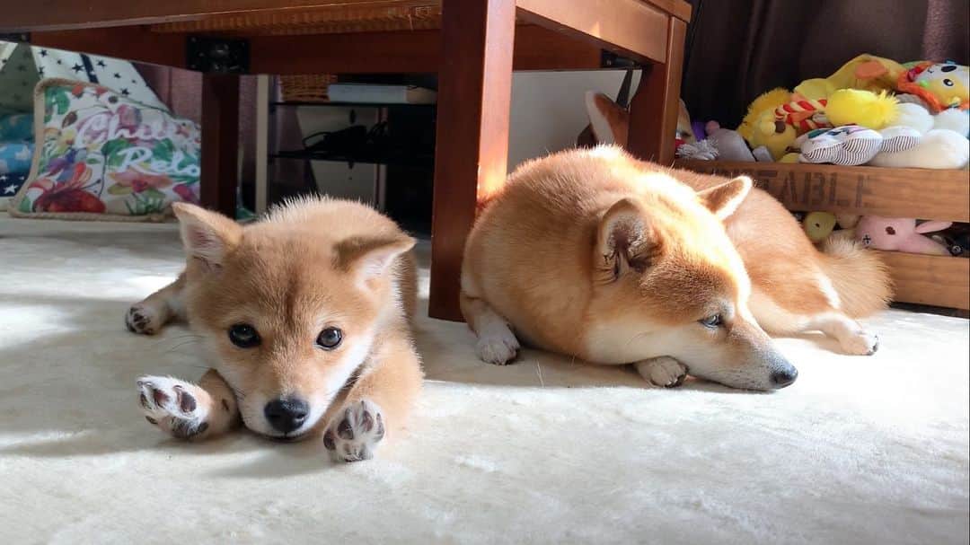 豆柴 サニーちゃんのインスタグラム