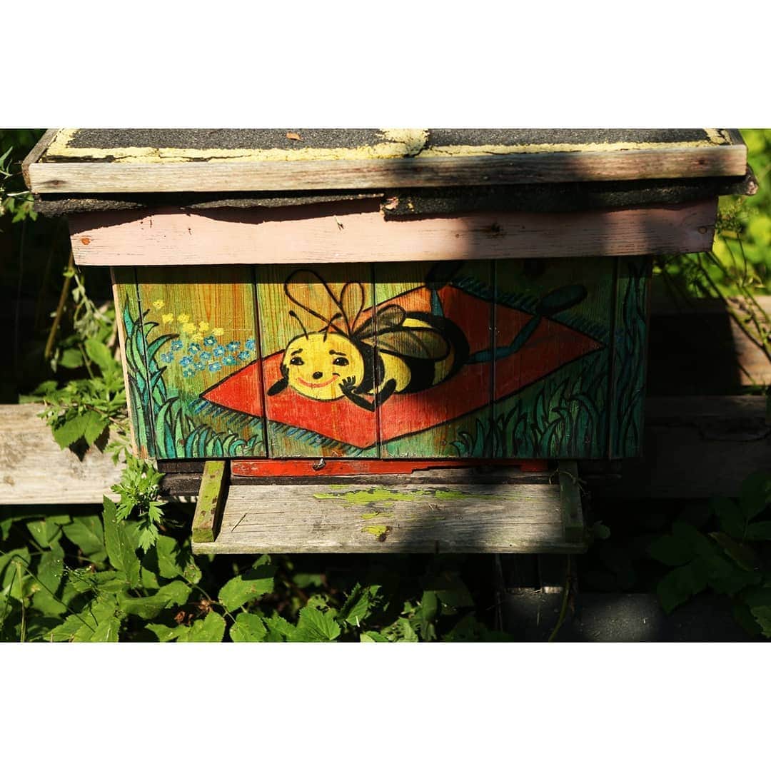 テレビ朝日「世界の街道をゆく」さんのインスタグラム写真 - (テレビ朝日「世界の街道をゆく」Instagram)「緑濃い森に包まれた、ポーランド北部の道を進みます。木漏れ日の中に何やら箱が並んでいました。ミツバチの巣箱です。蜜を採取する人に声をかけると、家に寄っていけと誘ってくれました。 マワディティという小さな村。小川の畔に彼の農園がありました。夫婦で切り盛りする養蜂場です。蜂蜜採取の歴史は古く、1万年も前から健康食として珍重されていたといいます。花の種類と育つ環境で、蜜の味は様々です。 旦那さんが採った蜜を、奥さんが搾ります。一日の労働が収穫される時。さて、今日の密の味は・・・？その顔を見れば判ります。旅の疲れが癒されるでしょうと、振る舞ってくれた蜂蜜と蜂蜜酒。二人の心遣いを胸に、さらに街道を進みました。  #世界の街道をゆく #キヤノン #テレビ朝日 #坂東巳之助 #canon #歴史ゆかしき河畔の道 #ポーランド #マワディティ #POLAND #RzeczpospolitaPolska #Małdyty」12月28日 12時52分 - tvasahi_kaidou