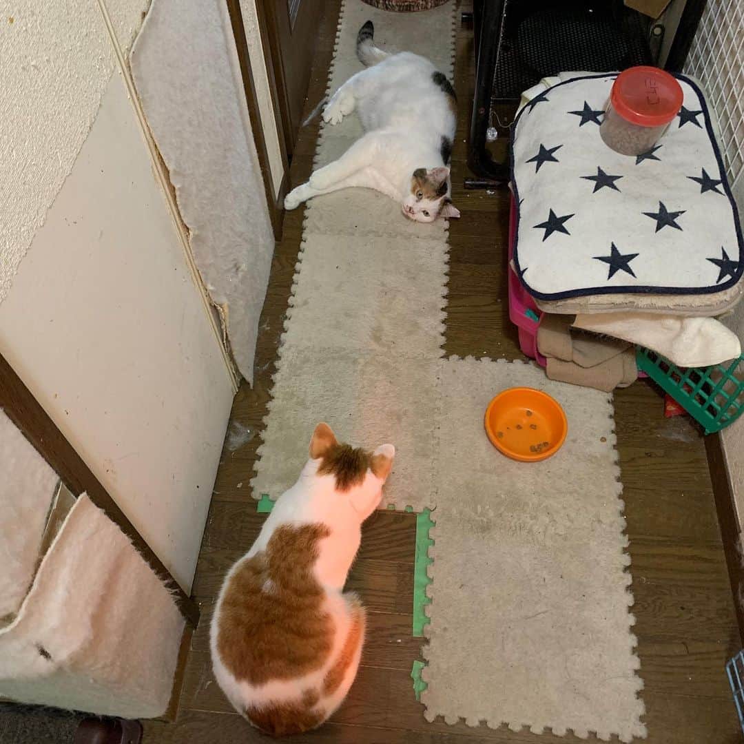 Kachimo Yoshimatsuさんのインスタグラム写真 - (Kachimo YoshimatsuInstagram)「リラックスしてるようで指先が緊張してる。 ##mikeko #oinari #うちの猫ら #猫 #ねこ #cat #ネコ #catstagram #ネコ部 http://kachimo.exblog.jp」12月28日 12時53分 - kachimo