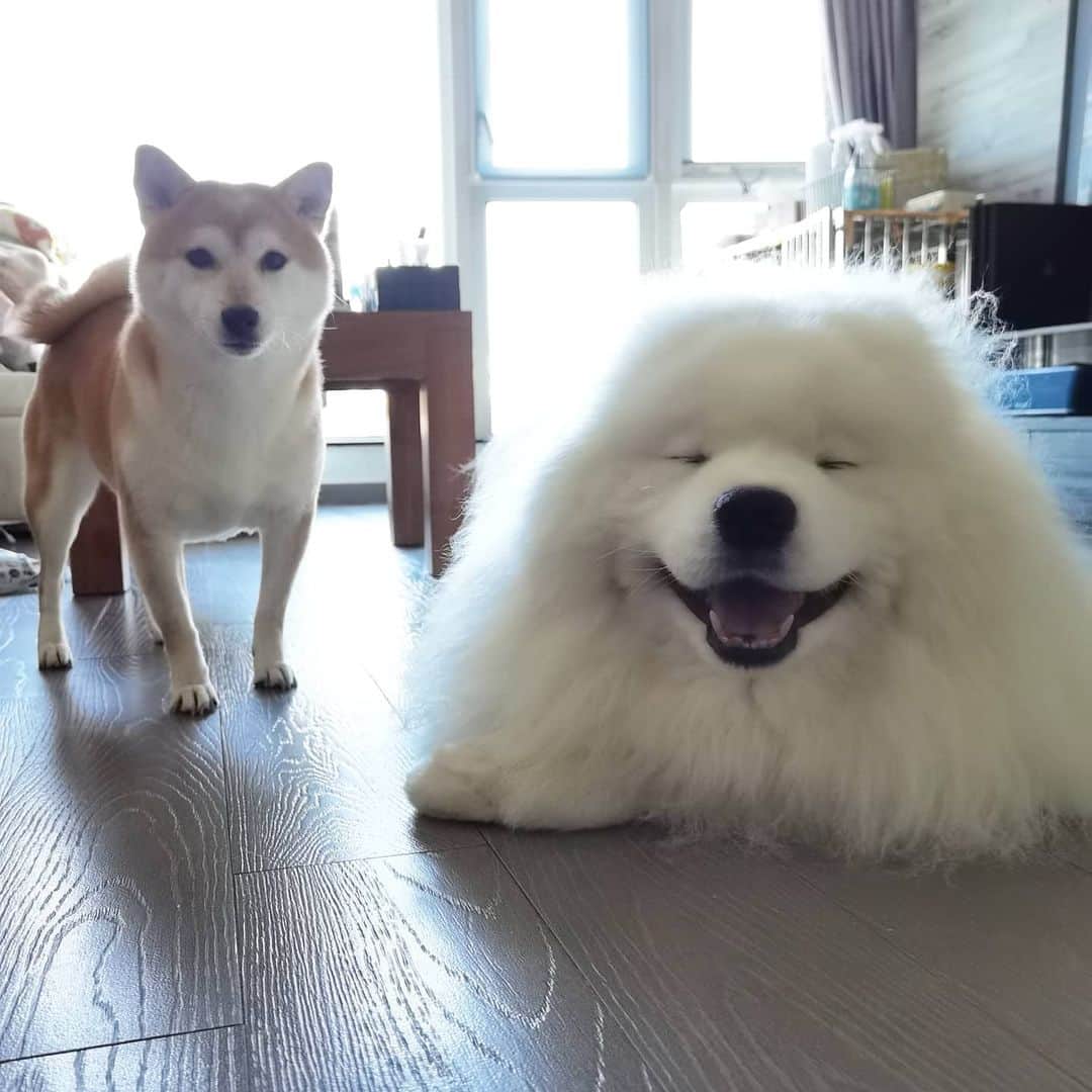 Alex Toのインスタグラム：「😄😄😄 #cute #dog #doglover #dogsofinstagram #dogoftheday #dogofthedayjp #dogstagram #fluffy #hkig #hongkong #ilovemydog #instadog #instagood #instamood #instagraphy #shibainu #samoyedoninstagram #pet #petlovers #petsofinstagram #petstagram #photooftheday #puppy #pupsofinstagram #samoyed #samoyedsofinstagram #webstagram #犬 #サモエド」