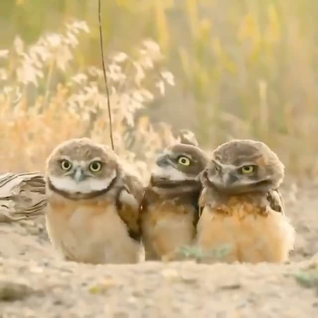 WildLifeのインスタグラム：「Can you wonder what they talk about? 😂 Video by @lydebug」