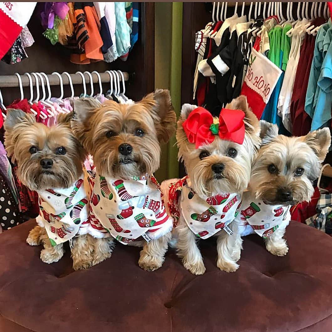 さんのインスタグラム写真 - (Instagram)「Sammy, Allie & Max 💭 Goodbye Santa! 👋🏼🎅🏼♥️ Thank you for all the gifts you brought! ♥️🎄🎁 Pic from three years ago today! 😍♥️🥰❌⭕️ #WeMissOliverSoMuch #ThankYouSanta #SeeYouNextYear #Almost2021」12月28日 5時59分 - happyyorkiefamily