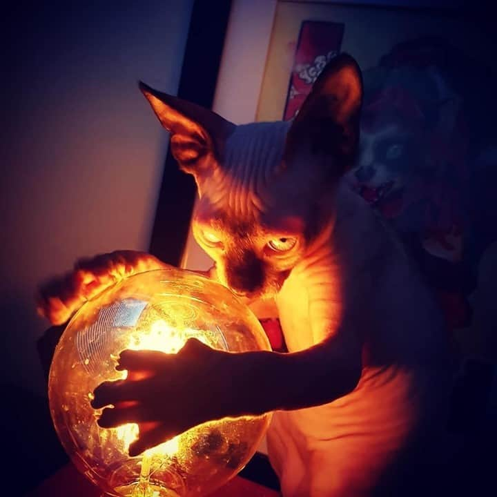 Aww Clubさんのインスタグラム写真 - (Aww ClubInstagram)「My precious⠀ ⠀ 📷@archies.bald⠀ ⠀ #meowed #archiesbald #sphynx #evilcat」12月28日 6時00分 - meowed