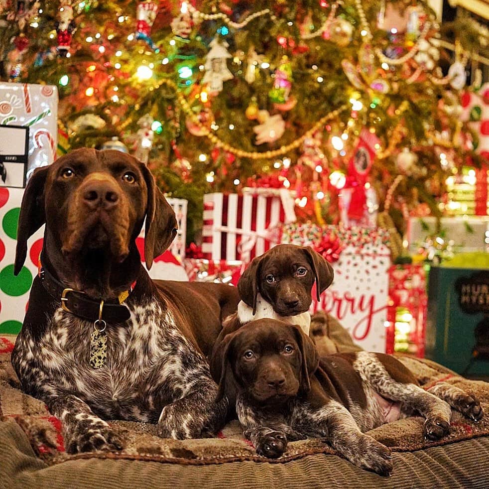 のインスタグラム：「Last One I swear🤞🏽Tex, Birdie, and in the back Hunter Bell. #Puppy #dog #birddog #germanshorthairedpointer」