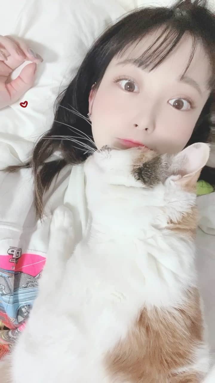 大崎菜々子のインスタグラム：「今日もきなこちゃんは甘えん坊です。  #ねこすたぐらむ #ねこのいる生活 #猫のいる暮らし #猫 #love #pet #女子大生 #一人暮らし #l4l #年末 #おうち時間#ブルベ」