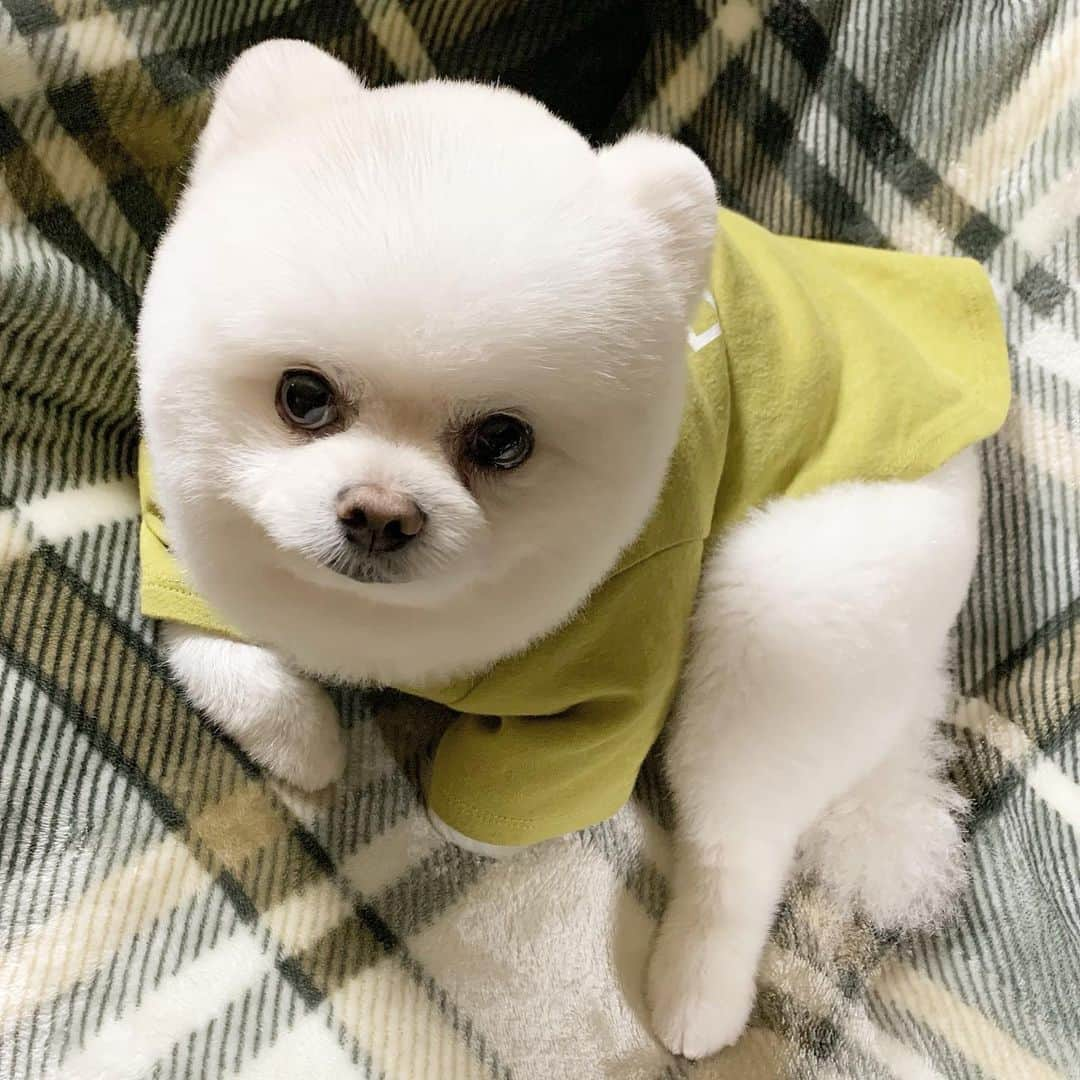 ニコちゃんさんのインスタグラム写真 - (ニコちゃんInstagram)「床屋さんへGo To TAMOTSUちてきたよやっほい💈✂️🐶✨一本でも多くお年芋がもらえるようにカットちてもらいました〜🍠🐶💗 #床屋さんに行って来ました #EXILEのTAMOTSUさんのようなヘアスタイルにしてください #EXILEのTAMOTSU #EXILE #綾野剛毛 #GoToトコヤ #GoToTAMOTSU #いっぱいお年芋もらうぞッ #お年芋 #ポメリズム #ポメラニアン #白ポメ #pomeranian」12月28日 7時10分 - nico_susukita