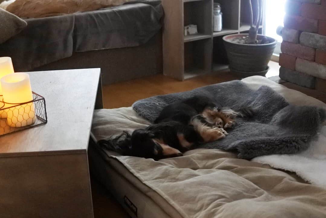 ともさんのインスタグラム写真 - (ともInstagram)「グッスリくーちん❤️ テケテケの足が揃ってて可愛いなー🐾 * #ダックス　#くーちん13歳 #dachshund  #japan」12月28日 13時30分 - tomowithdog