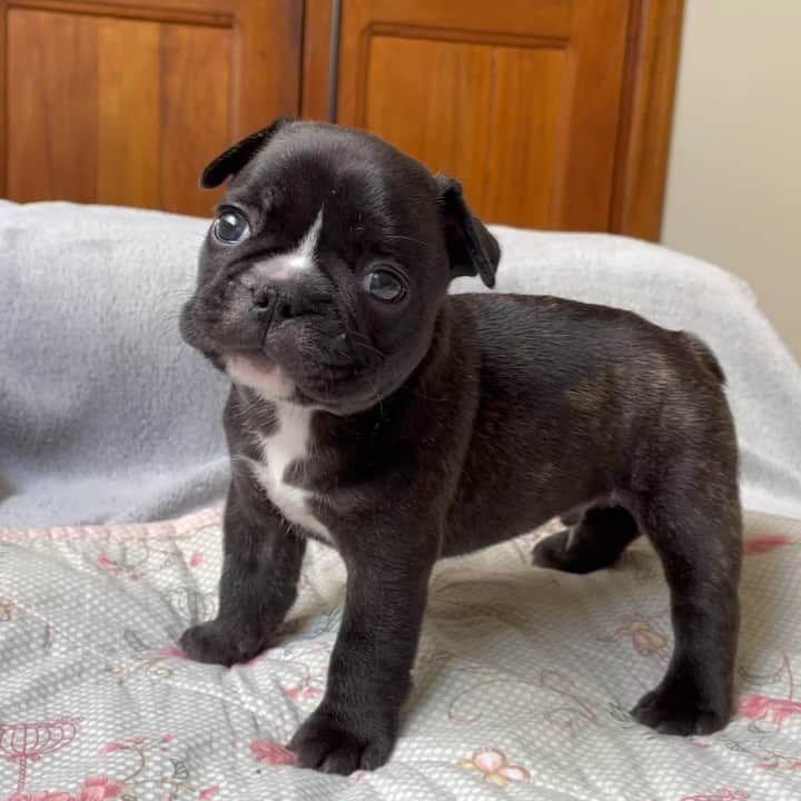 Regeneratti&Oliveira Kennelのインスタグラム：「I WOOF YOU ❤️ (SOUND UP) #frenchie #frenchbulldog」