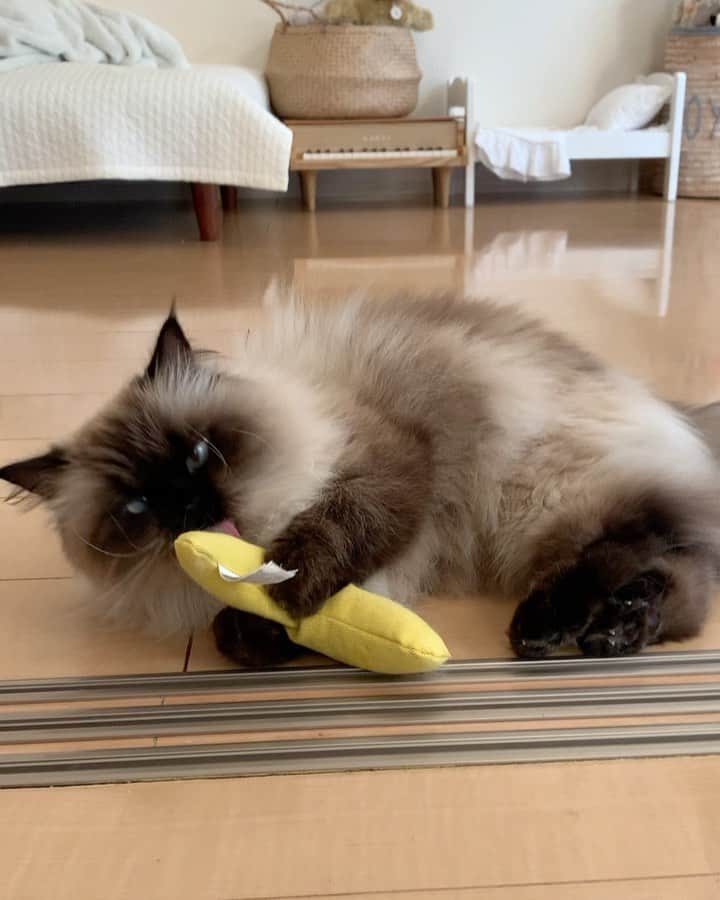 のインスタグラム：「初めて @petco に行って買ったバナナのキャットニップ🍌今でも大好き❤️  . . . . #プリュムのいる生活 #猫のいる暮らし  #ヒマラヤン  #赤ちゃんと猫  #もふもふ#ヒマラニャンズ  #猫  #ねこ  #ペコねこ部#可愛い#癒し#猫動画#おもちゃ#猫グッズ　#catnip#iloveyou #cutecat#blueeyes#catvideo#paw#cute#instalove#fluffycat#🐈 #고양이 #himalayancat  #catsofinstagram #catloversclub  #bestmeow#weeklyfluff」