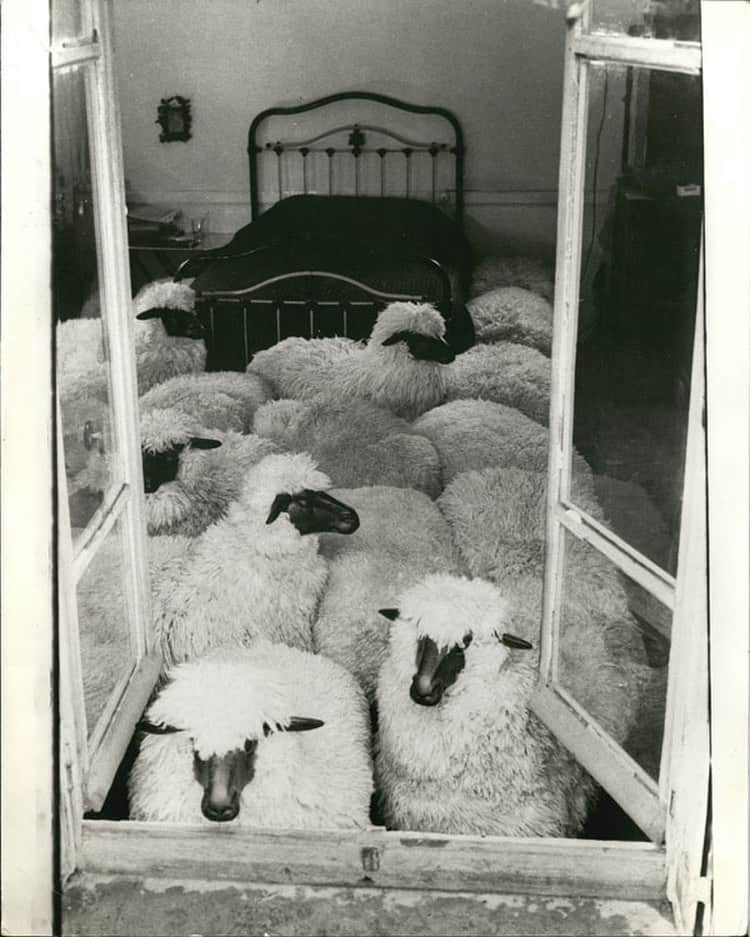 レベッカテイラーのインスタグラム：「2021, here we come.  Lalanne's ‘Sheep’, c.1960s, via Pinterest.」