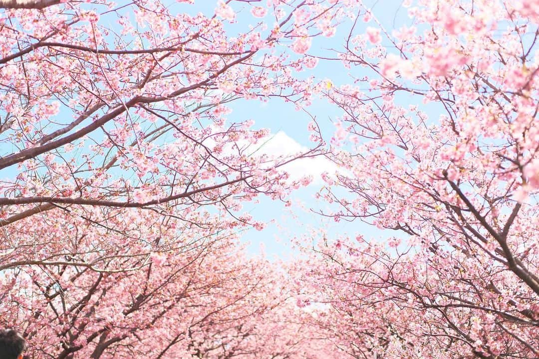 kiccyomuのインスタグラム：「☁️ 2020.12.28 Mon #河津町 (だと思う😅) 今年の #河津桜 この頃は、まだ穏やかだったなぁ😅  今年行けなかったところに、 普通に？行けますように🚙 今週も元気に🤗  location #静岡 📷撮影 2020年2月」