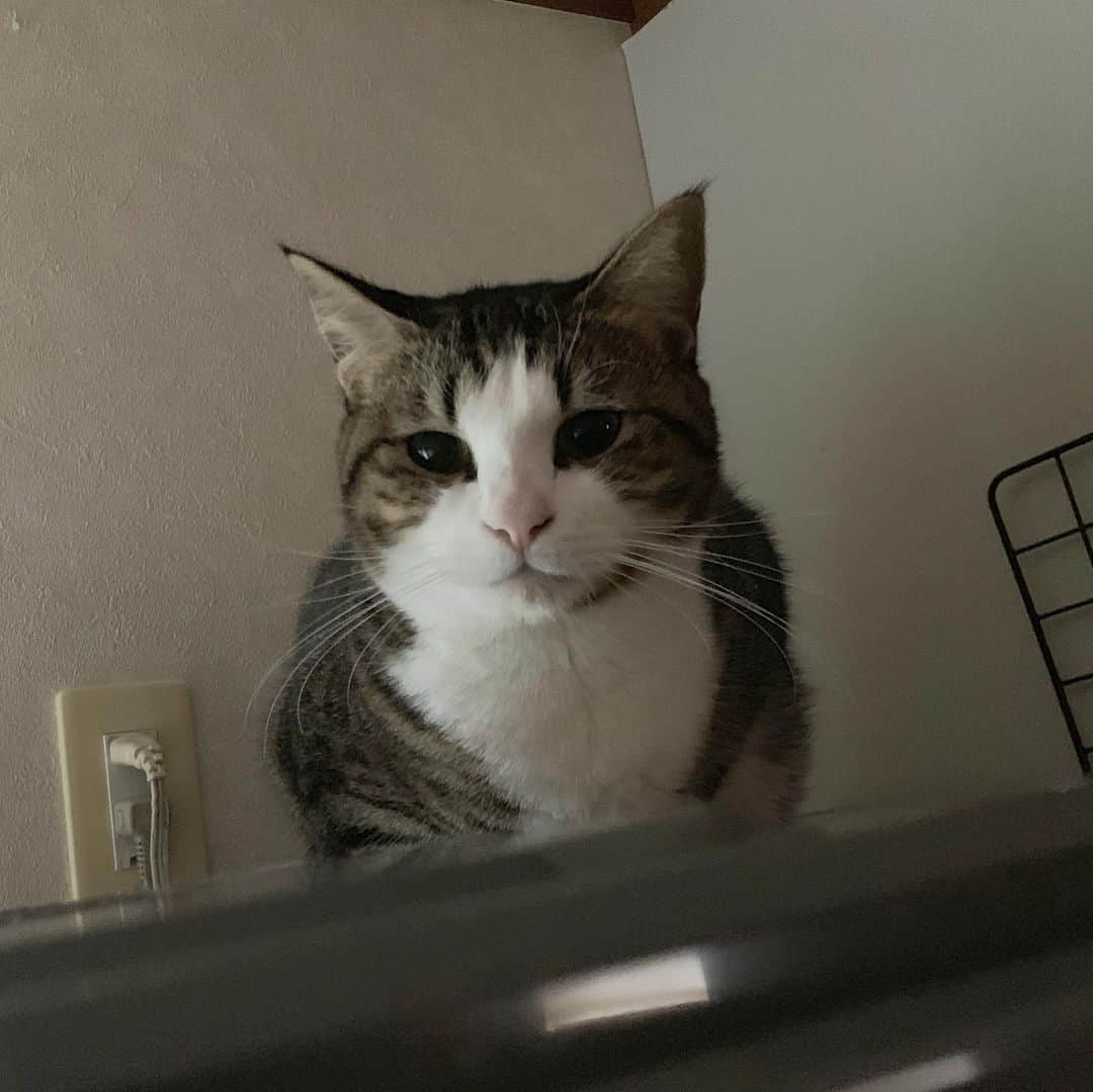 ひのき猫さんのインスタグラム写真 - (ひのき猫Instagram)「今朝はちょっとバラバラでした。  でもそれぞれ可愛いのには、変わりないです( ´∀｀)」12月28日 8時38分 - hinoki.cute.kitten