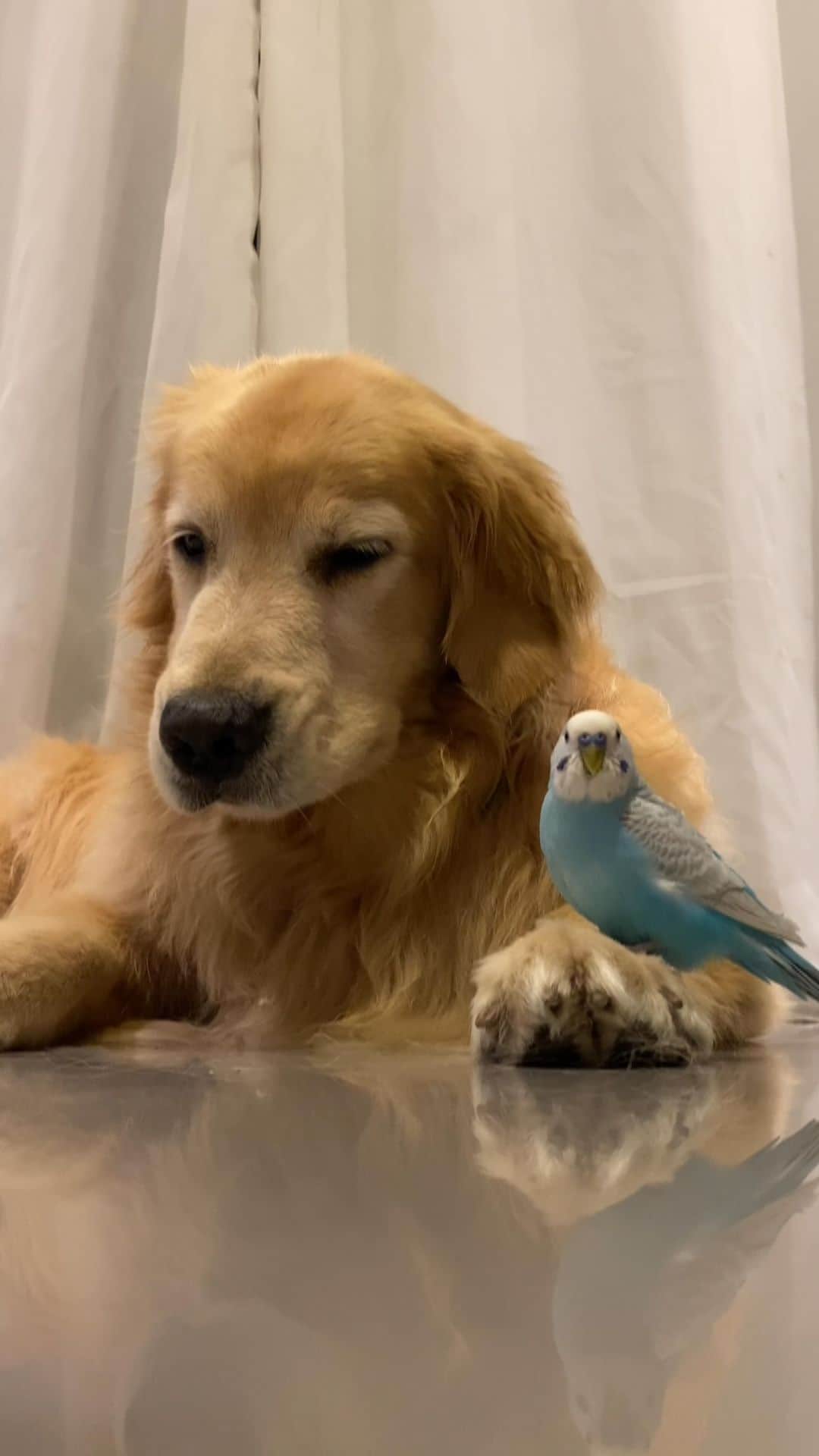 のインスタグラム：「Final de domingo com aquela coragem 🤭😴🐾🐾  . #pets #photooftheday #petsofinstagram #instagrammers #instagram #instadaily #vejasp #goldenretriever #goldenretrievers #goldenretrieversofinstagram #dogs #dogstyle #dogoftheday #dogsofinstagram #saopaulo #gudfriends #photography」