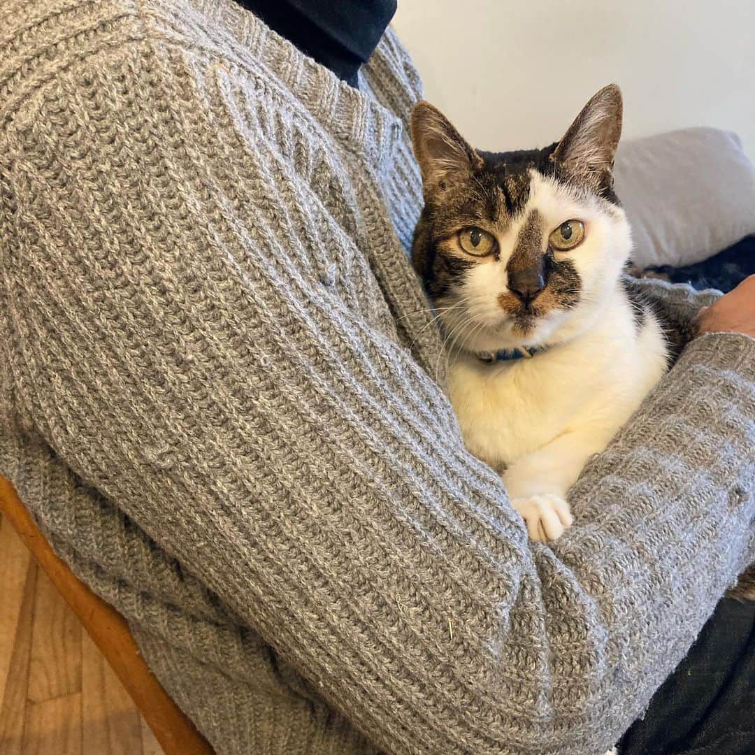 井上荒野のインスタグラム：「夫の膝の上にいるとなぜかドヤ顔になる猫。今日は雪です。」