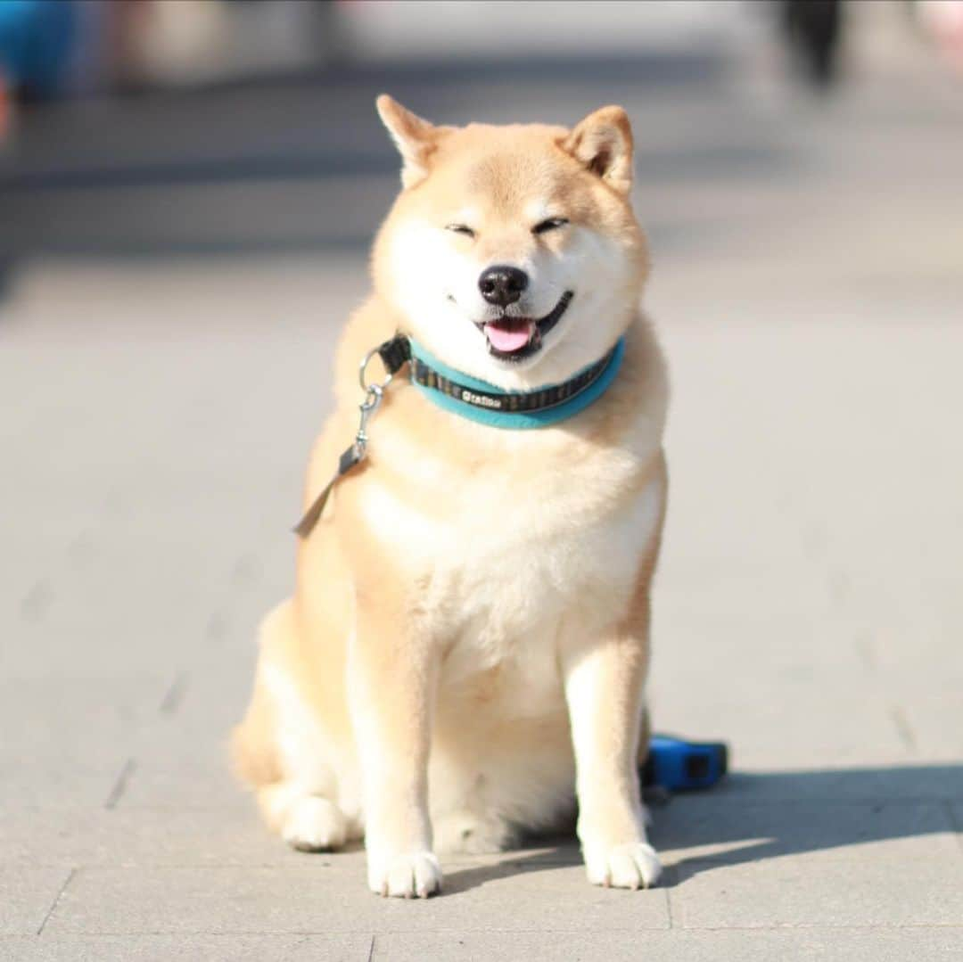 まる（まるたろう）さんのインスタグラム写真 - (まる（まるたろう）Instagram)「Good morning!✨🐶☺️✨おはまる〜！今日はすこーし雨が降るかもだって #気をつけてね #りんごのカッパ持ってってね #あれあると便利よ #月曜日は笑顔で頑張る日」12月28日 9時18分 - marutaro