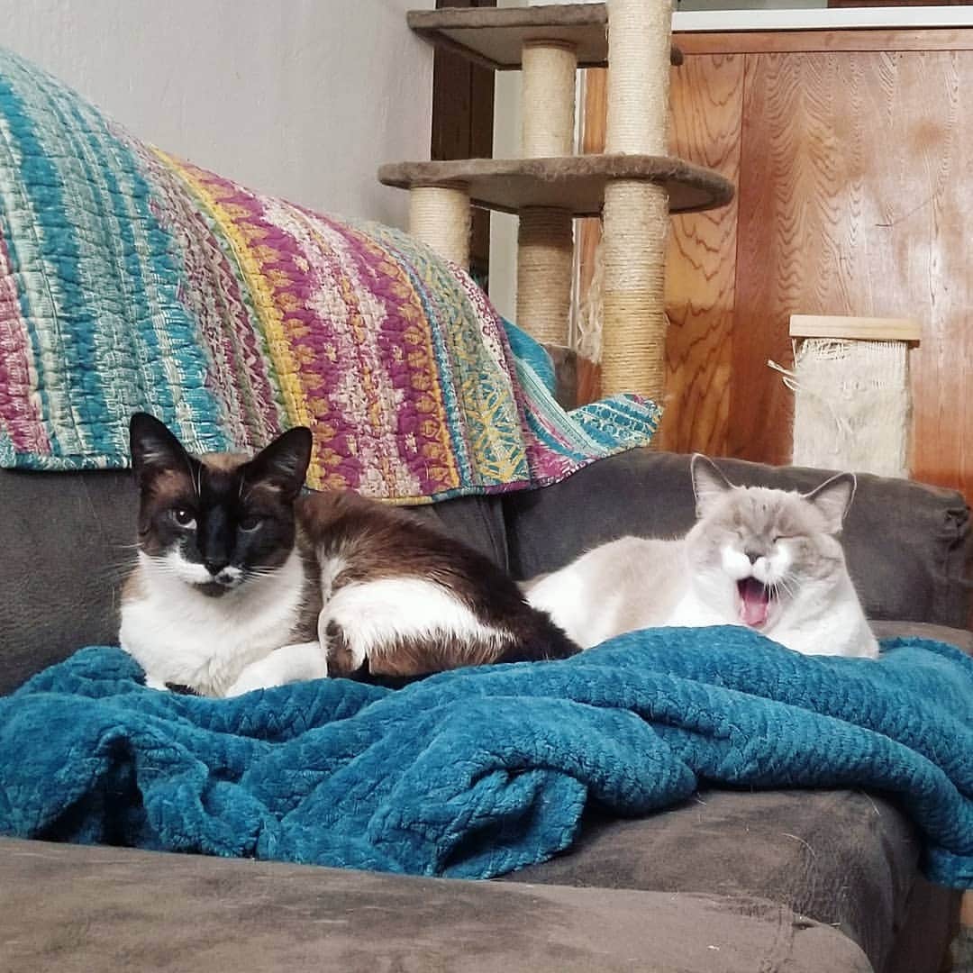 Garyのインスタグラム：「Margo is delighted with your bitchface! #malice」