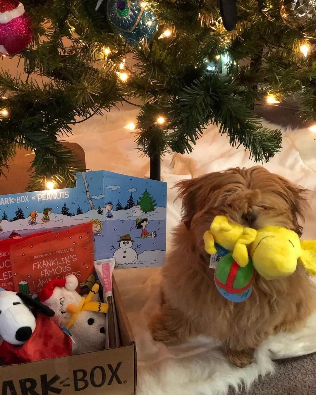 BarkBoxのインスタグラム：「swipe all the way through for surprise groundhog sighting 🥸  ⁠⠀ FEATURING⁠⠀ @teddyincle⁠⠀ @coffeeandmochi⁠⠀ @alohakiki808⁠⠀ @oattieinthecity⁠⠀ @colby_ln⁠⠀ @goldenbrudders⁠⠀ @baldovino_the_doberman⁠⠀ GROUNDHOG TEDDY」
