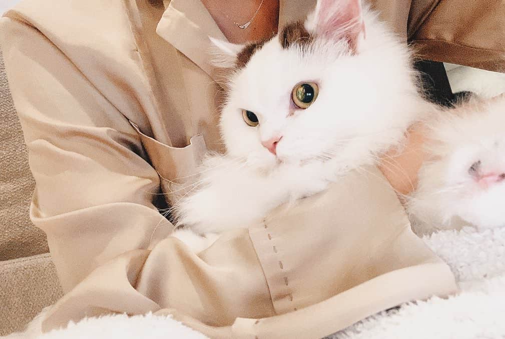 淡輪優希のインスタグラム：「冬はこのモコモコがあったかいのだー🤍 #ぬこ #ねこ #ねこのいる生活」