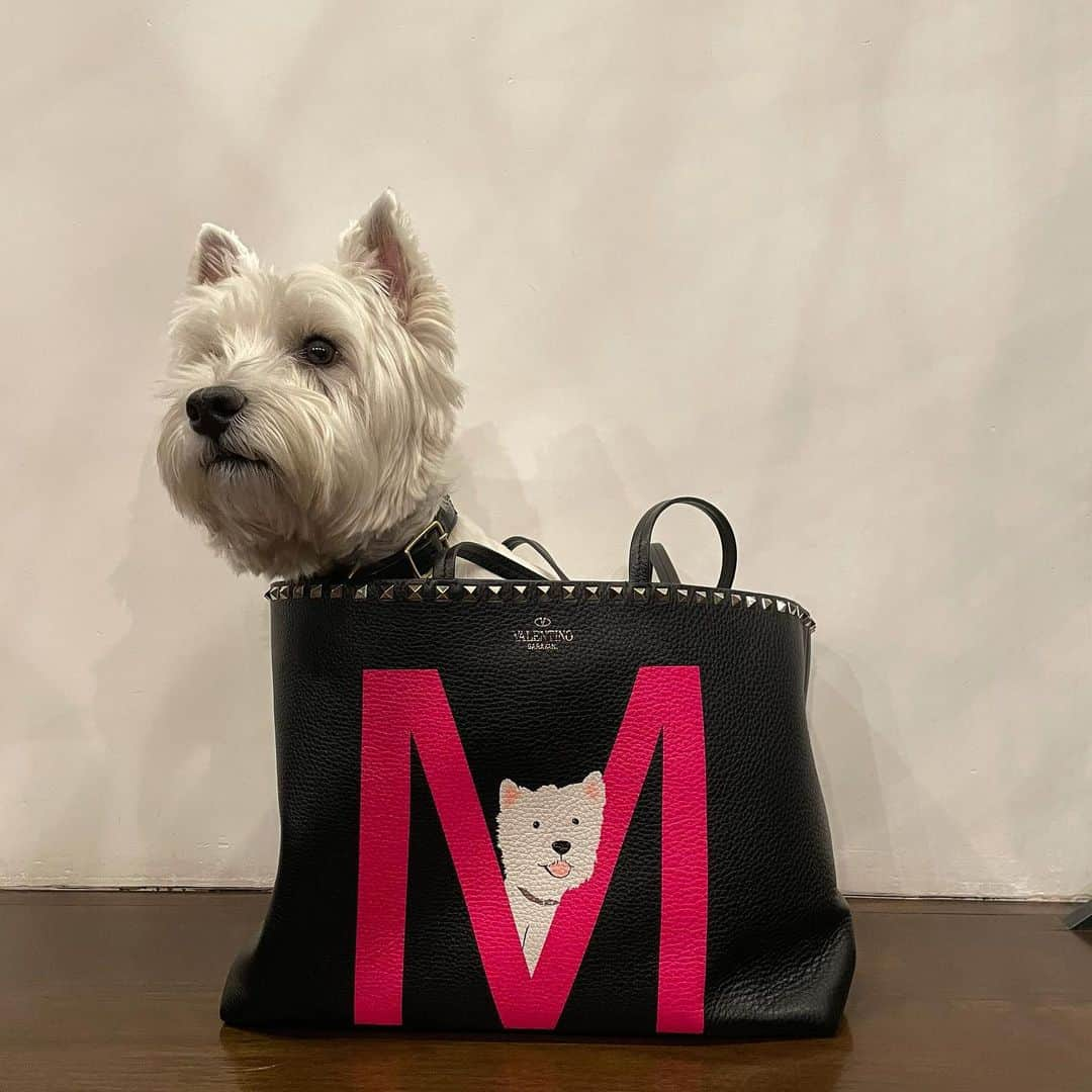 滝沢眞規子さんのインスタグラム写真 - (滝沢眞規子Instagram)「❤️🐶❤️ @maisonvalentino」12月28日 21時43分 - makikotakizawa