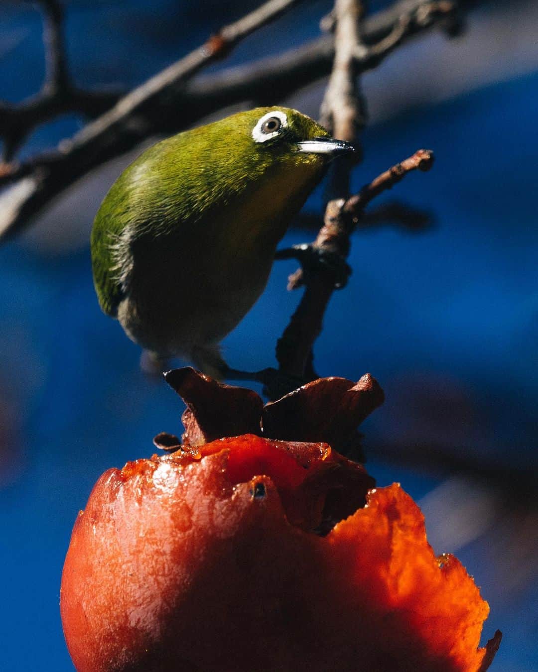 東京DANDYのインスタグラム：「From photographing wild Tokyo nightlife, to surburban Tokyo wildlife. Living in a country different from that where you were born and grew up, you notice smaller everyday things that others might not. Like warbling-white-eyes feeding on ripening persimmon in the Winter sun.   #冬 #Winter #Japan #メジロ #柿」