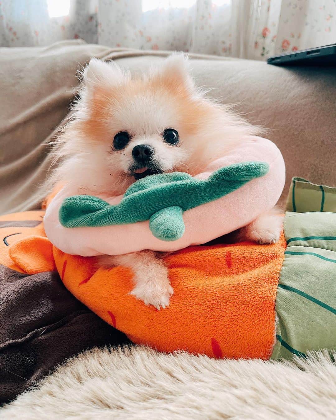 r_oseのインスタグラム：「Pillows🍓🥕🥥〰️」