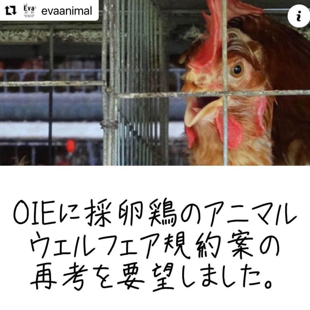 杉本彩のインスタグラム：「* * 本年最後のEvaニュースのコラムでも書きましたが、日本のアニマルウェルフェアが進まない大きな要因である政治家への賄賂！  ニュースでも明らかになったこの事実に、私たちは怒りを感じます。  以下、私たちは再考を求めて要望していますのでご一読ください。  　↓↓↓  #Repost @evaanimal with @make_repost ・・・ Evaは、NPO法人アニマルライツセンター、ザ・ヒューメイン・リーグ・ジャパン、Open Wing Allianceとともに、OIEに対して、採卵鶏のアニマルウェルフェア規約案の再考を要望しました。  @animalrightscenter   鶏卵については、18年9月にOIEが鶏をすし詰めにして飼養する従来型であるバタリーケージ(B5サイズ程度)飼いを改善するための基準を提示していました。産卵用の巣箱や止まり木などを義務付ける内容です。  ですがケージ飼いがほとんどの日本の鶏卵業界は猛反発。その後、自民党衆院議員の吉川貴盛元農林水産相は、大臣在任中に鶏卵生産・販売大手「アキタフーズ」グループの前代表から、計500万円を受け取った疑いが出ています。  この時、OIEで策定中の日本のコメントを、業界に配慮しアニマルウェルフェアを下げる目的であったことが報道により明らかにされています。  その後元大臣は、衆院農水委員会で質問を受け「生産者の理解を得ながら推進していきたい」と答弁しましたが、実際は巣箱や止まり木は「望ましい」といった設置義務は削除されるなど、アニマルウェルフェアを下げるための意見が採用されたのです。  ケージ飼育を廃止していく動きは、現在国際的な潮流となっています。 今回金の力で規約が歪められたことは非常に残念であると同時に、その事実を認識しそれを正す必要があります。  規約案の再考を強く要望いたします。  ▼OIEに世界の動物保護団体から採卵鶏のアニマルウェルフェア規約案の再考を要望（アニマルライツセンター） https://arcj.org/issues/farm-animals/layer-chicken/request-for-reconsideration-in-order-to-maintain-confidence-in-the-animal-welfare-code/ #アニマルウェルフェア #採卵鶏コード #oie  #動物福祉」