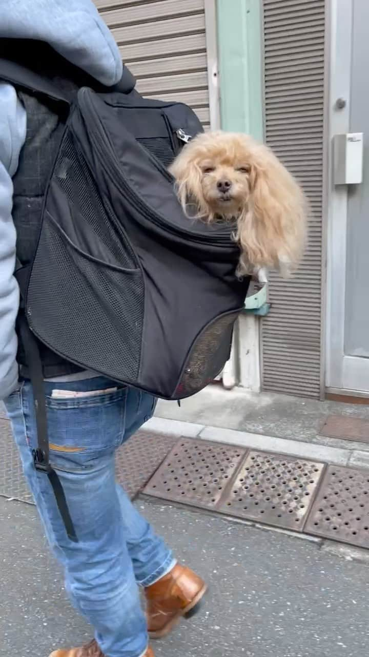 Toypoodle Mikuru?Asakusa Tokyoのインスタグラム