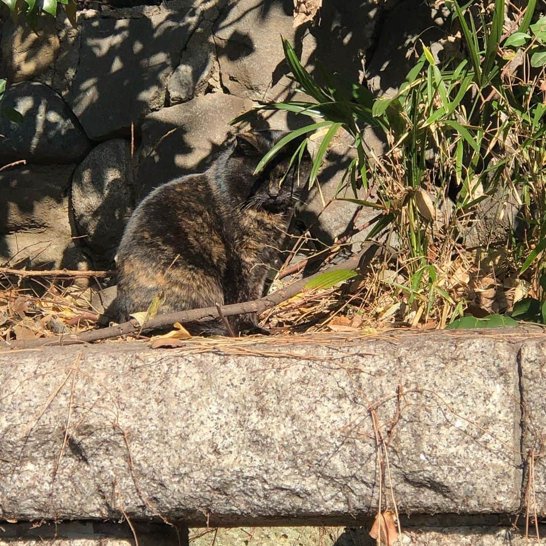 久保田磨希さんのインスタグラム写真 - (久保田磨希Instagram)「なんか、なんか、いい。 お猫さま。 通りすがりの神社にて⛩ #久保田磨希 #年の瀬 #神社 #おねこさま」12月28日 14時15分 - maki_kubota1973