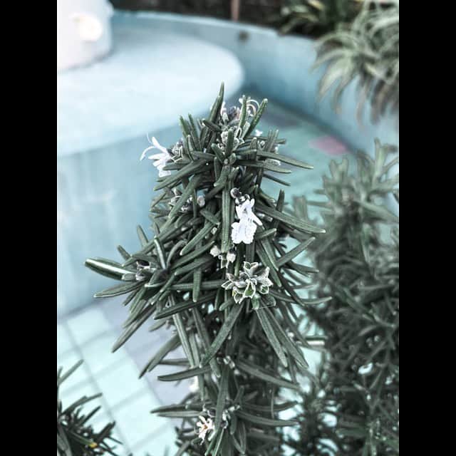 マントル一平さんのインスタグラム写真 - (マントル一平Instagram)「ローズマリーて花さくんや🥸」12月28日 14時46分 - mippei_