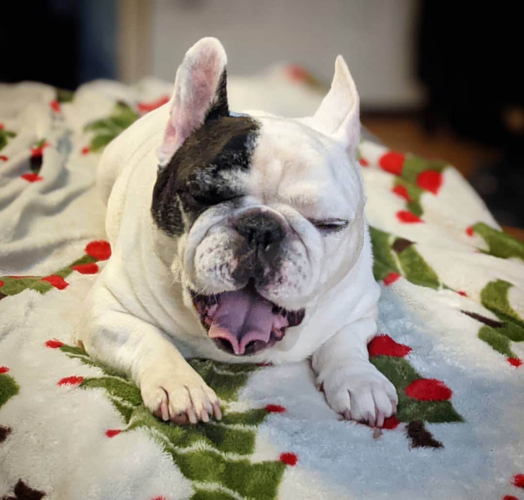 Manny The Frenchieのインスタグラム：「Mood for the rest of the year 🥱💤」